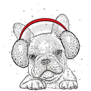 French Bulldog in winter headphones. Print on clothes. Cute puppy. Pedigree dog. Winter