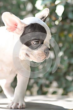 French bulldog or young dog, young french bulldog