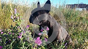 French Bulldogg with flower