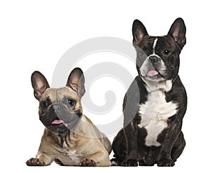 French bulldogs, 18 months old, sitting