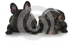French bulldogs