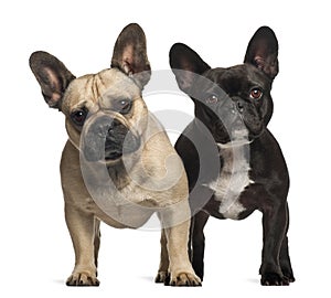 French bulldogs, 3 years old, standing