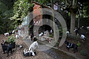 French bulldogs in a garden