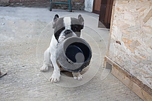 French Bulldogs, hungry photo