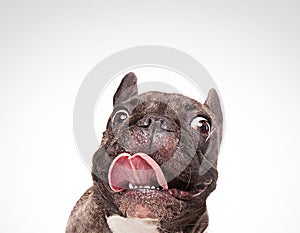 French bulldogs isolated over white background