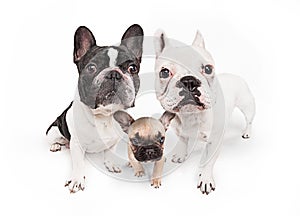 French bulldogs isolated over white background