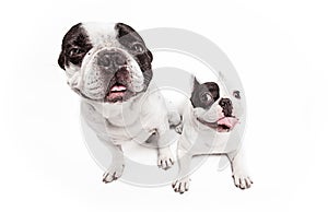 French bulldogs isolated over white background