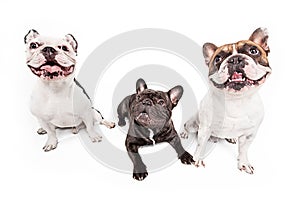 French bulldogs isolated over white background