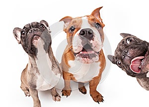 French bulldogs isolated over white background