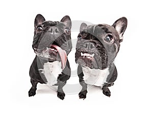 French bulldogs isolated over white background