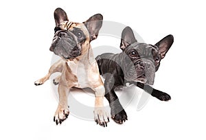 French bulldogs isolated over white background