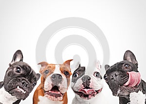French bulldogs isolated over white background