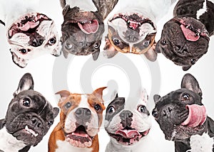French bulldogs isolated over white background