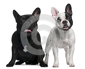 French Bulldogs sitting and standing