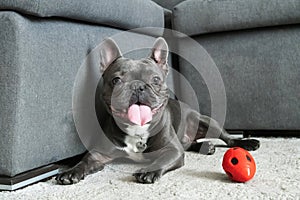 French bulldor portrait lying near sofa on the floor and smiling