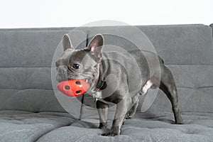 French bulldor portrait standing with red toy on grey sofa