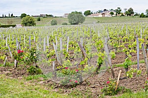 French Chateau in Saint-Emilion