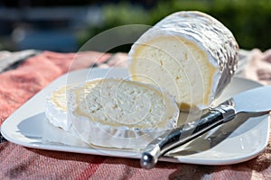 French cheeses, cylindrical neufchatel cow cheese with mold, NeufchÃ¢tel-en-Bray, Normandy, France