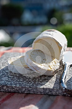 French cheeses, cylindrical neufchatel cow cheese with mold, NeufchÃ¢tel-en-Bray, Normandy, France