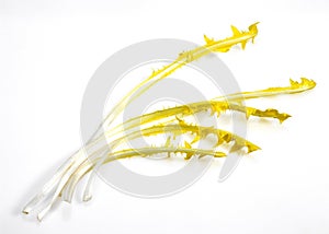 French Chicory Called Barbe de Capucin, cichorium intybus, Salad against White Background photo