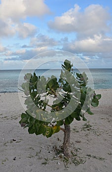 French Cotton Bush on a Sandy Beach in Aruba