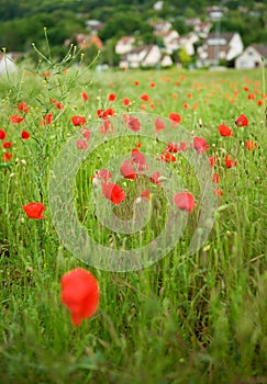 French countryside with blossoming poppies