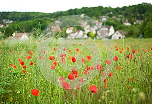 French countryside with blossoming poppies photo