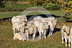 French countryside. Cows near of La Chapelle en Vercor. Val de Drome, France photo