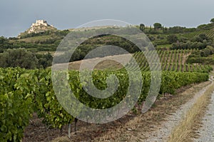 French countryside with vineyards and a Cathar castle on a hill in the background