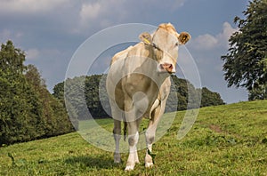 French cow Blonde d Aquitaine in a dutch landscape