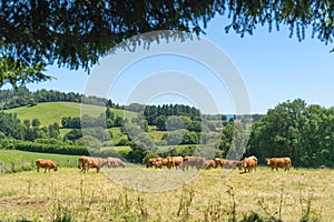 French cows in landscape France