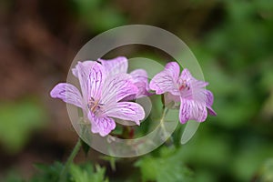 French cranesbill Rose Clair