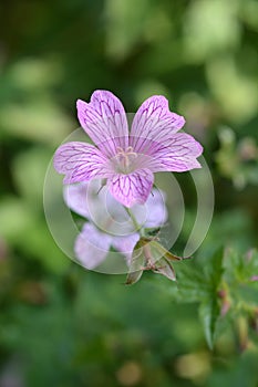 French cranesbill Rose Clair