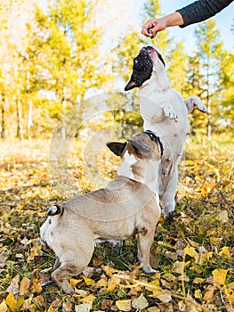 French dog bulldog on a autumnal nature background