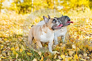 French dog bulldog on a autumnal nature background