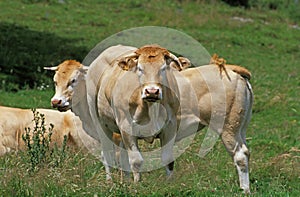 French Domestic Cattle, Blonde d`Aquitaine, cows