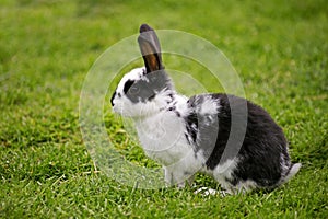 French Domestic Rabbit called Geant Papillon Francais