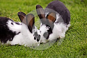 French Domestic Rabbit called Geant Papillon Francais photo