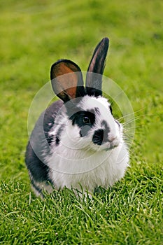 French Domestic Rabbit called Geant Papillon Francais