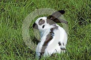 French Domestic Rabbit called Geant Papillon Francais