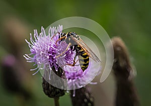 A french field wasp closeup on a thistle in Saarland, copy space