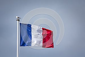 French flag waving in the air on a waterfront with a bird, a seagull, standing on it.