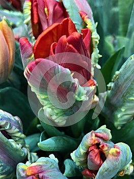 French flaming parrot tulips