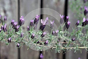 French Fringed Lavender on a horizontal stem