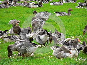 French geese, Tursac (France )