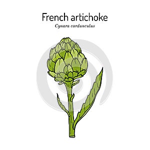 French, globe or green artichoke Cynara cardunculus , edible and medicinal plant