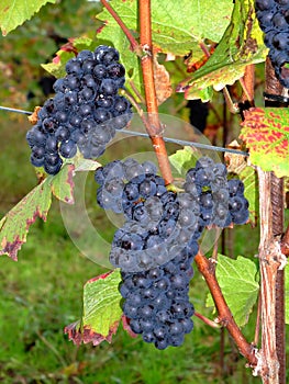 French grapes Pinot noir in Alsace photo