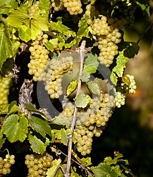 French grapevine