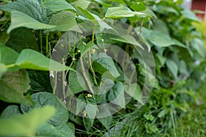 French Green beans plants