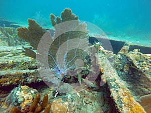 French grunt by a sea fan off Pompano Beach